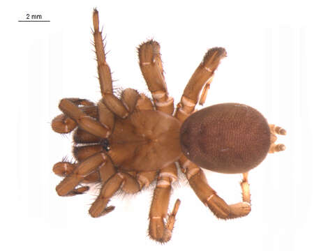 Image of Foldingdoor Spider