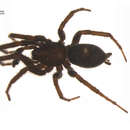 Image of Gnaphosa brumalis Thorell 1875