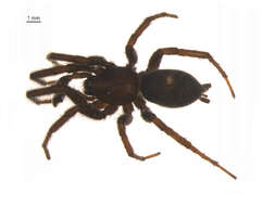 Image of Gnaphosa brumalis Thorell 1875