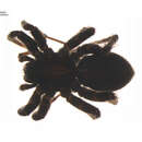 Image of Pardosa sinistra (Thorell 1877)