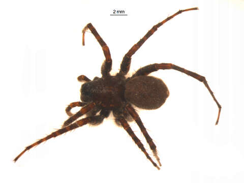 Image of Pardosa lowriei Kronestedt 1975