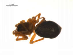 Sivun Mythoplastoides erectus (Emerton 1915) kuva