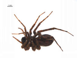 Image of Pardosa dorsalis Banks 1894