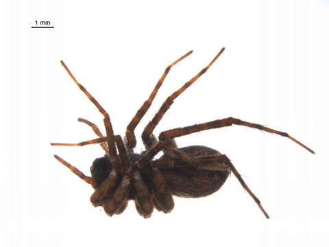 Image of Pardosa dorsalis Banks 1894