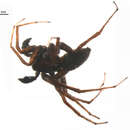 Image of Pardosa albomaculata Emerton 1885