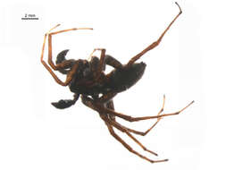 Image of Pardosa albomaculata Emerton 1885