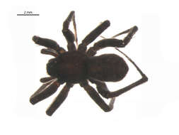 صورة Pardosa rainieriana Lowrie & Dondale 1981