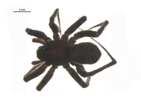 Pardosa rainieriana Lowrie & Dondale 1981 resmi