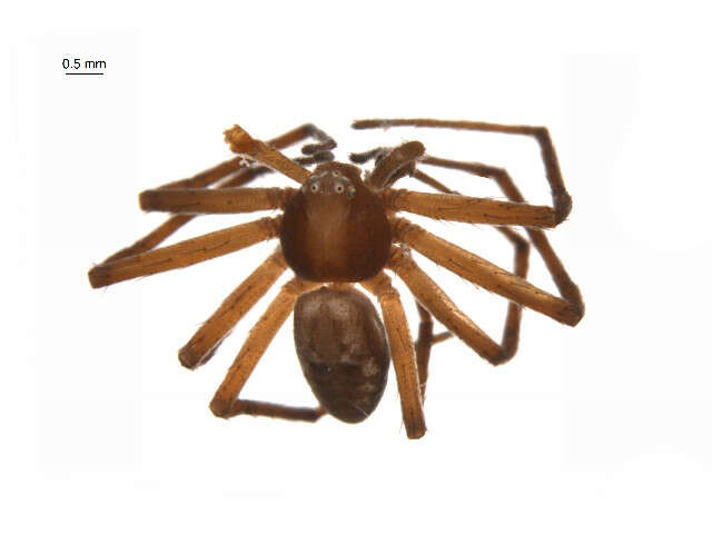 Image of Philodromus rufus vibrans Dondale 1964