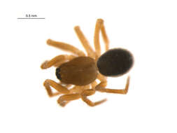 Image of Scotinotylus patellatus (Emerton 1917)