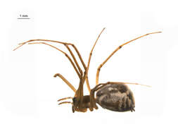 Image of Filmy dome spider