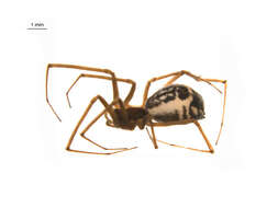 Image of Filmy dome spider