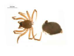 Image of Tachygyna pallida Chamberlin & Ivie 1939