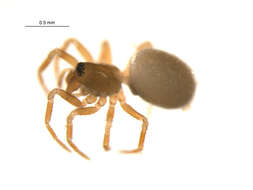 Image of Tachygyna pallida Chamberlin & Ivie 1939