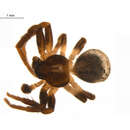 Image of Ozyptila sincera canadensis Dondale & Redner 1975