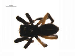 Image of Contrasting Jumping Spider