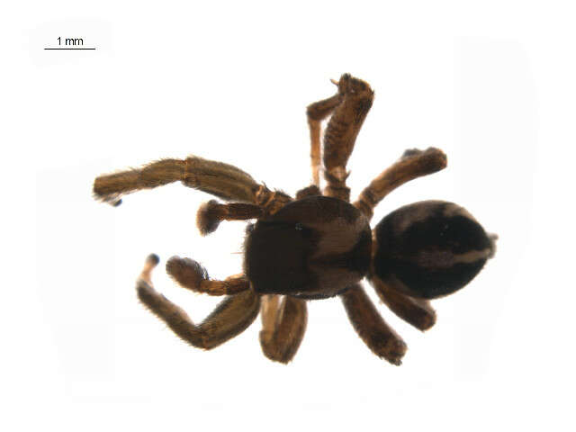 Image of Habronattus jucundus (Peckham & Peckham 1909)