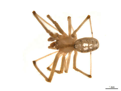 Image of Theridion californicum Banks 1904