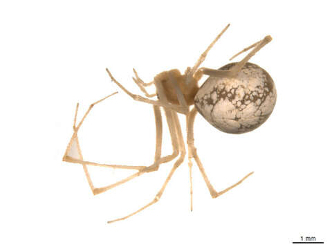 Image of Theridion californicum Banks 1904