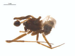 Image of Bathyphantes