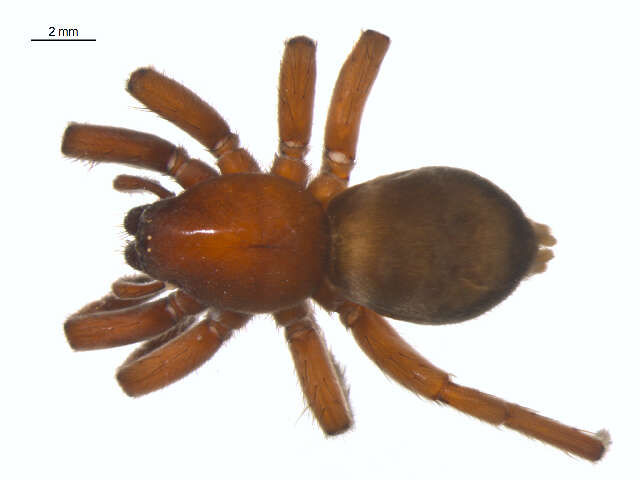 Image of Scotophaeus