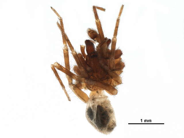 Image of Tricholathys