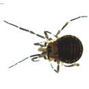 Image of Triaenonychidae