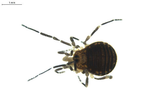 Image of Triaenonychoidea