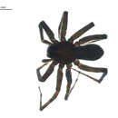 Image of Acantholycosa solituda (Levi & Levi 1951)