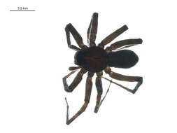 Image of Acantholycosa solituda (Levi & Levi 1951)