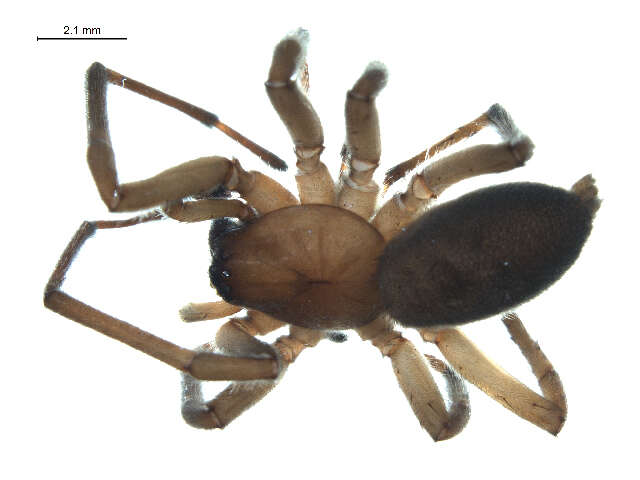 Image of Orodrassus canadensis Platnick & Shadab 1975