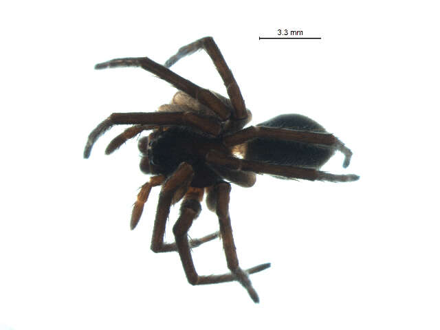 Image of Melocosa