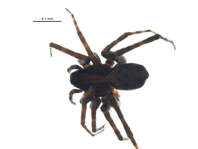 Image of Pardosa dorsalis Banks 1894