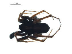 Image of Pardosa anomala Gertsch 1933