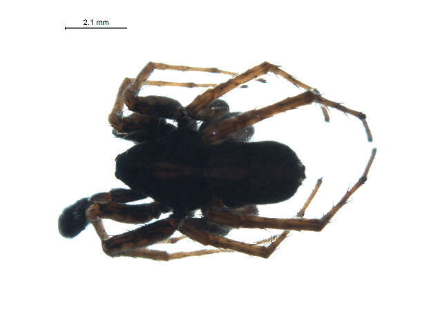 Image of Pardosa anomala Gertsch 1933