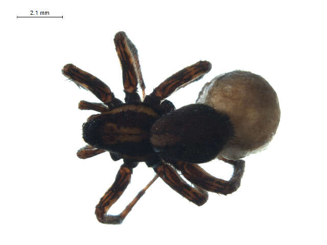 Image of Pardosa metlakatla Emerton 1917