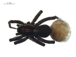 Image of Pardosa metlakatla Emerton 1917