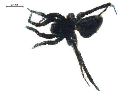 Image of Pardosa vancouveri Emerton 1917