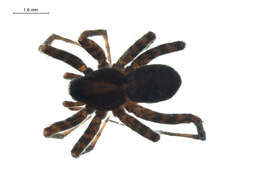 Image of Pardosa dorsalis Banks 1894