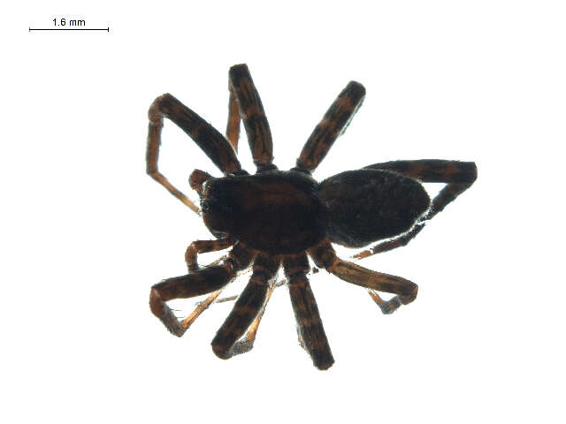 Image of Pardosa mackenziana (Keyserling 1877)