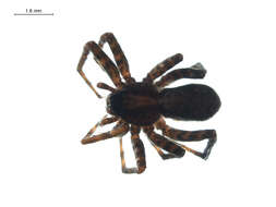 Image of Pardosa dorsalis Banks 1894