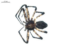 Image of Philodromus spectabilis Keyserling 1880