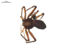 Image of Philodromus rufus vibrans Dondale 1964