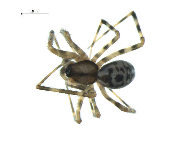 Image of pimoid spiders