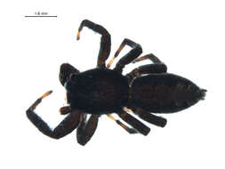 Image of Platycryptus californicus (Peckham & Peckham 1888)