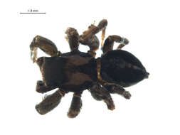 Image of Habronattus jucundus (Peckham & Peckham 1909)