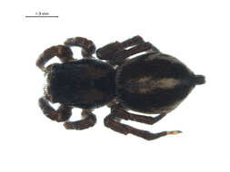 Image of Habronattus jucundus (Peckham & Peckham 1909)