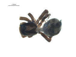 Image of Habronattus jucundus (Peckham & Peckham 1909)