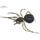 Image of Enoplognatha wyuta Chamberlin & Ivie 1942