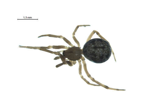 Image of Enoplognatha wyuta Chamberlin & Ivie 1942